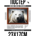 POSG-0288 Постер в рамке 23x17см Белый медведь