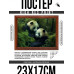 POSG-0355 Постер в рамке 23x17см Панды