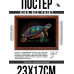 POSG-0358 Постер в рамке 23x17см Черепаха